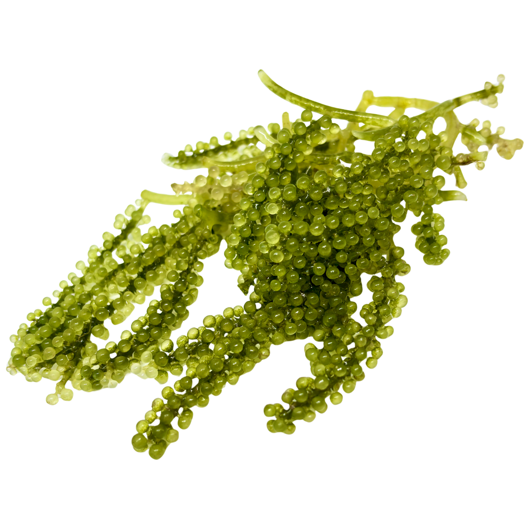 Milolabco™ Advanced Dental Spray