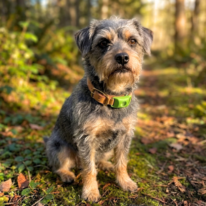 Milolabco - Flea and Tick Tags
